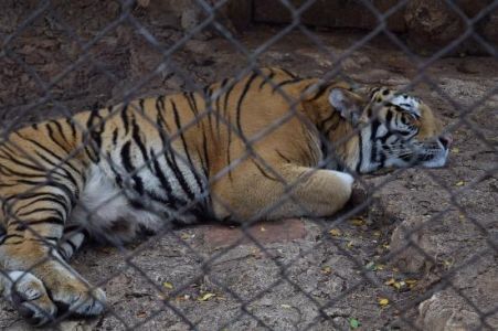 Algunas-fotos-del-zoologico