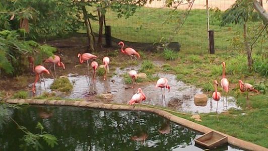 Flamencos-rosados